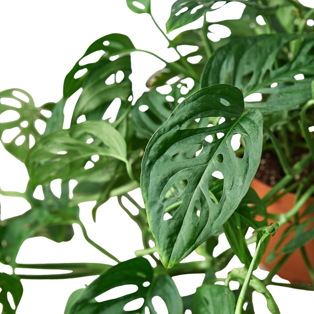 Monstera Adansonii 'Swiss Cheese' - Holiday Corner