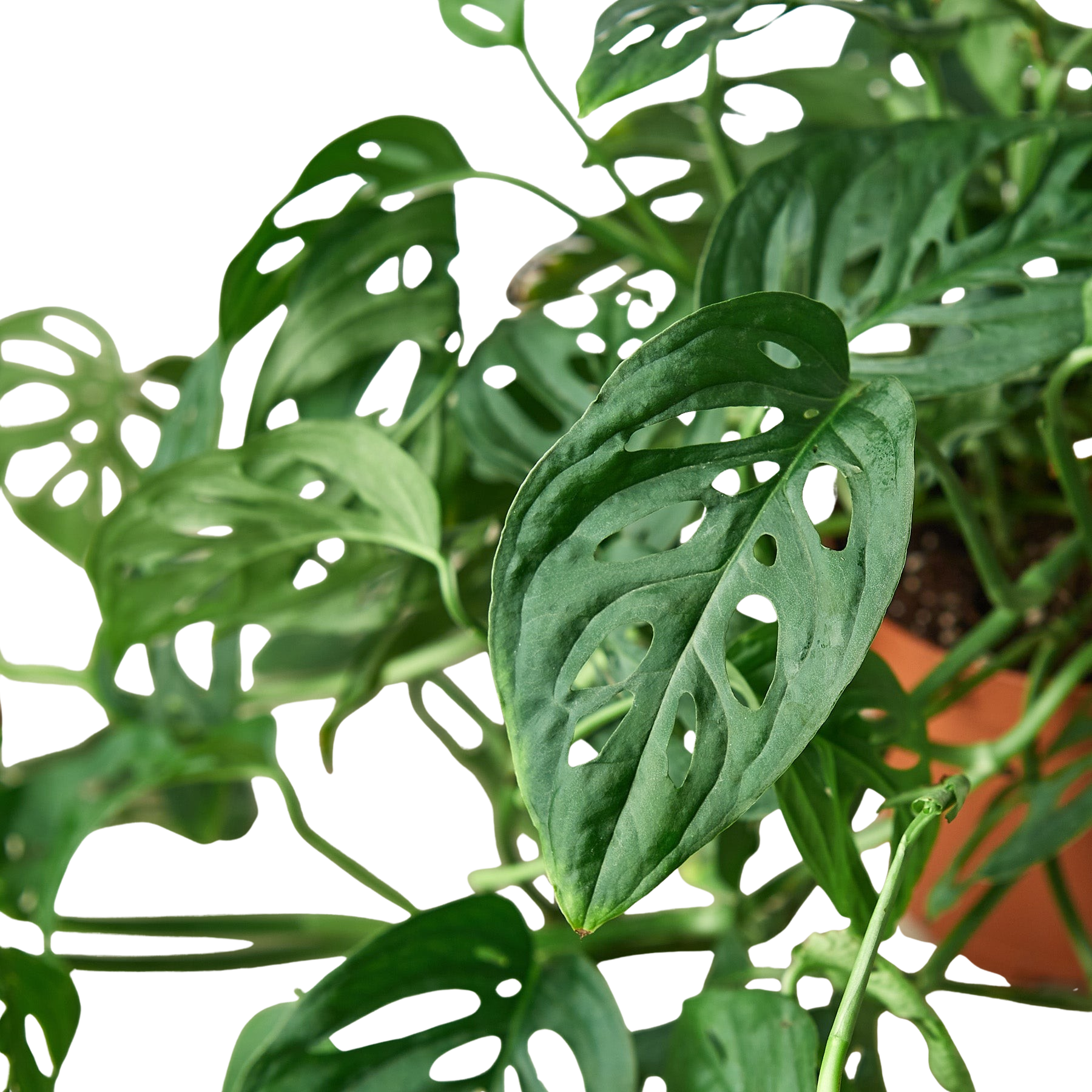 Monstera Adansonii 'Swiss Cheese' - Holiday Corner