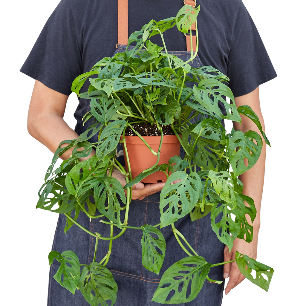 Monstera Adansonii 'Swiss Cheese' - Holiday Corner