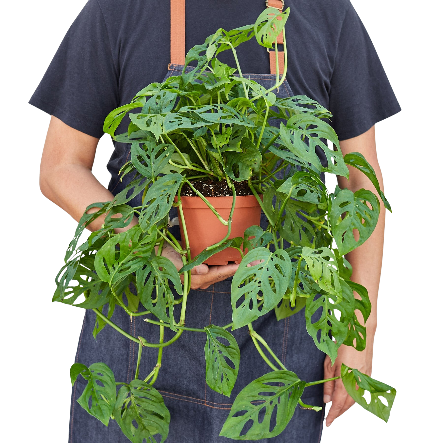 Monstera Adansonii 'Swiss Cheese' - Holiday Corner