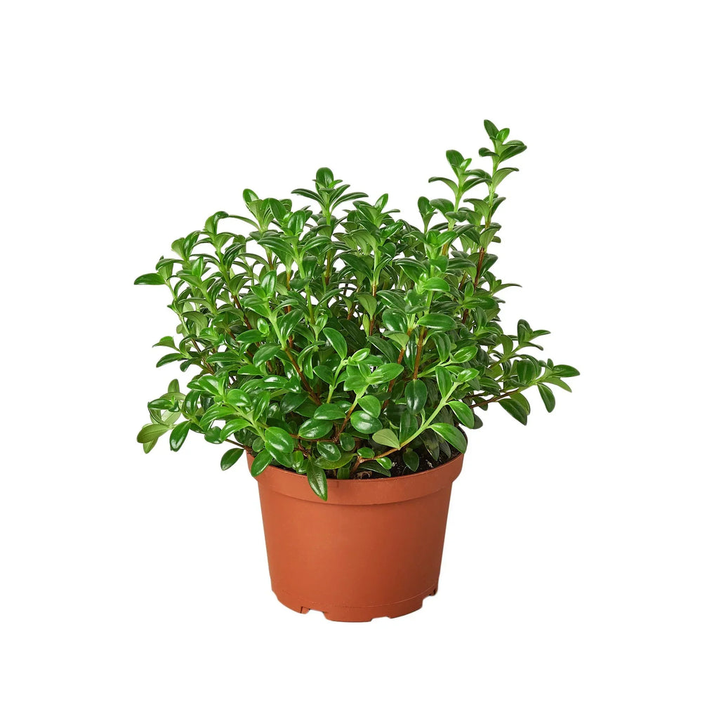Nemetanthus Candy Corn Plant 'Brazilian Firecracker' - Holiday Corner