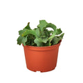Orchid Cactus 'Curly Sue' - 6" Pot - Holiday Corner