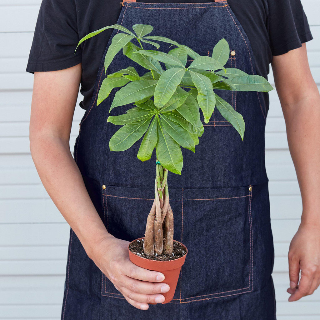 Money Tree 'Guiana Chestnut' Pachira Braid - Holiday Corner