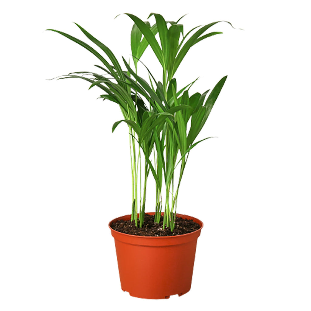 Areca Palm - Holiday Corner