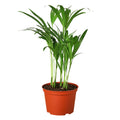 Areca Palm - Holiday Corner