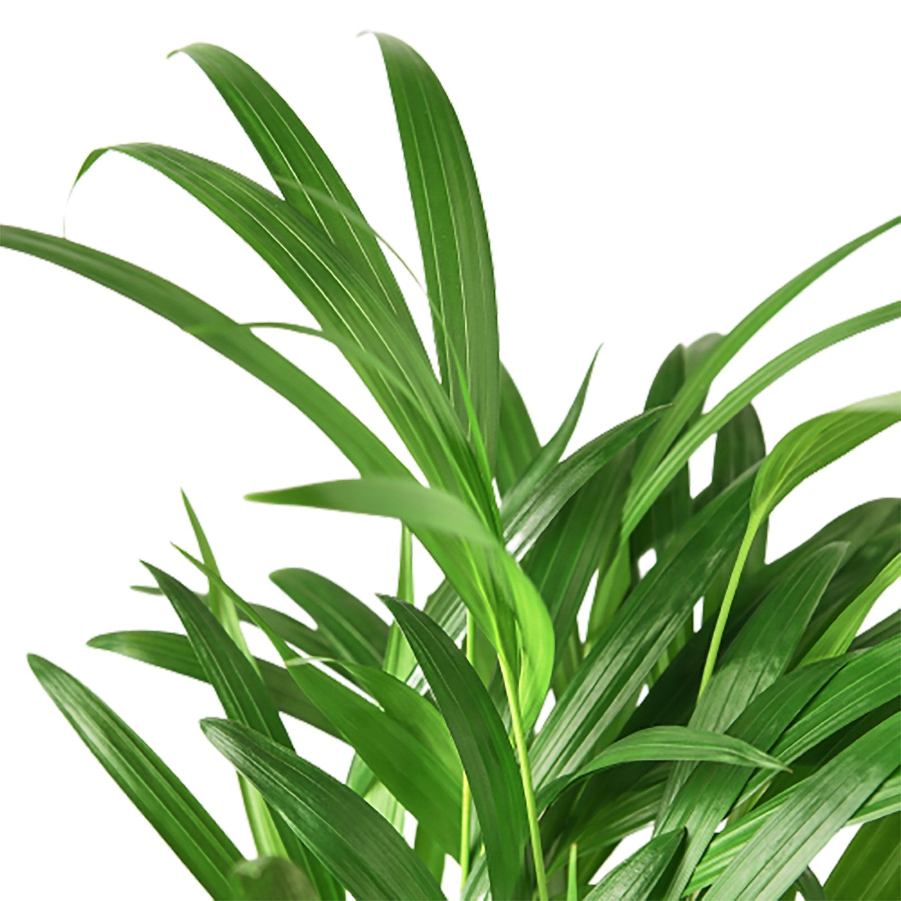 Areca Palm - Holiday Corner