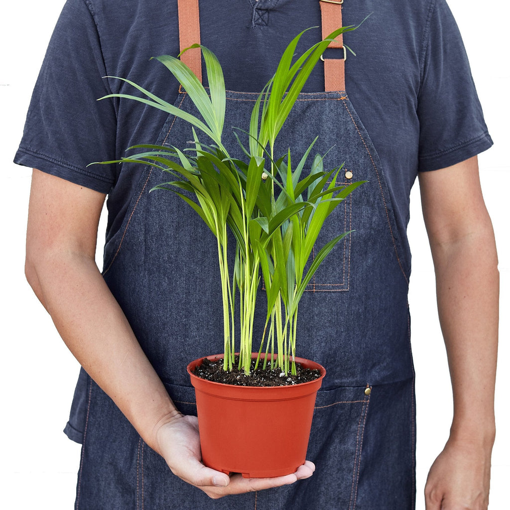 Areca Palm - Holiday Corner
