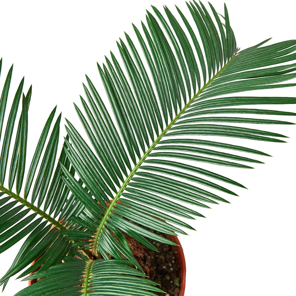 Sago Palm - In 6" Pot - Holiday Corner