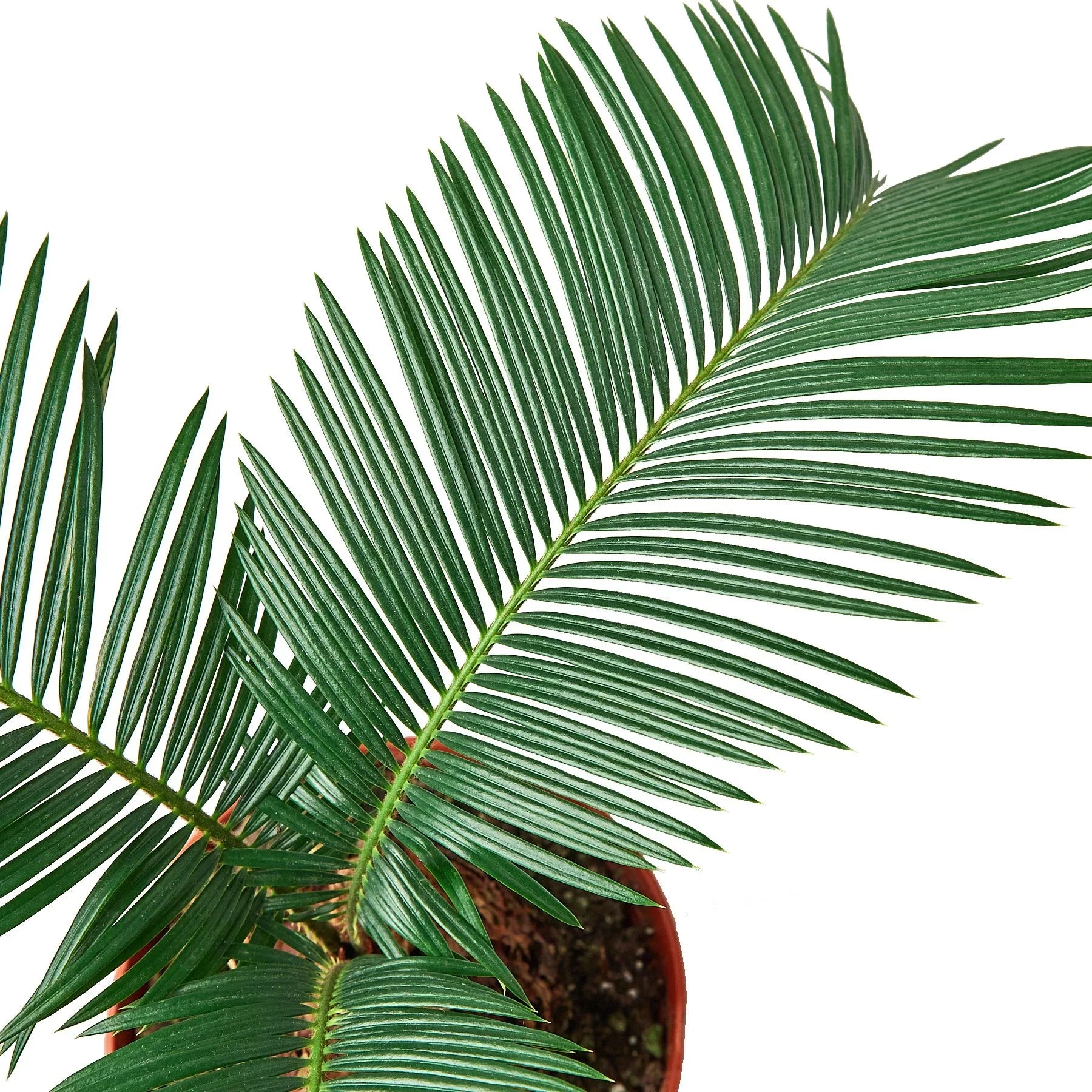 Sago Palm - In 6" Pot - Holiday Corner