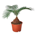 Sago Palm - In 6" Pot - Holiday Corner