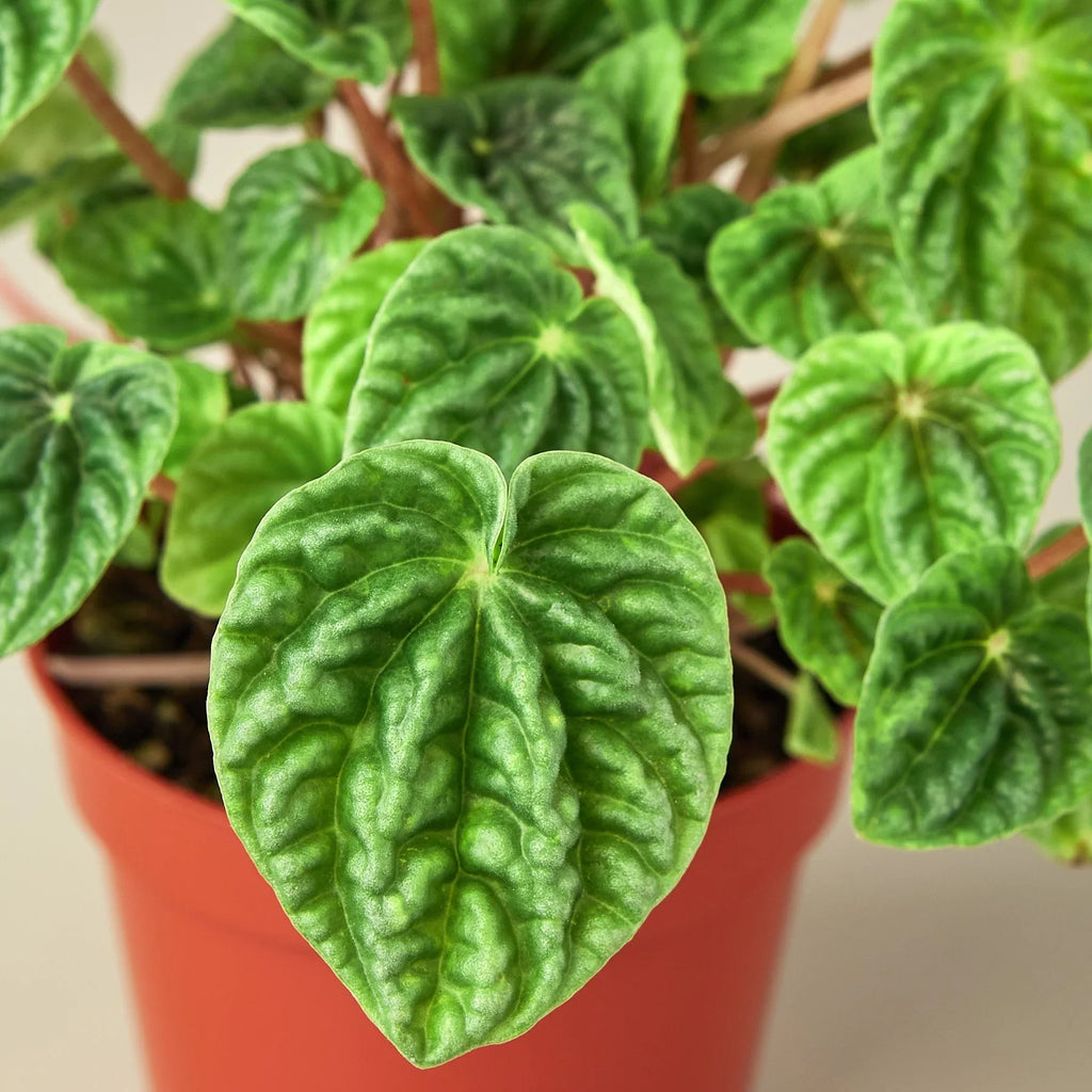 Peperomia 'Ripple' - Holiday Corner