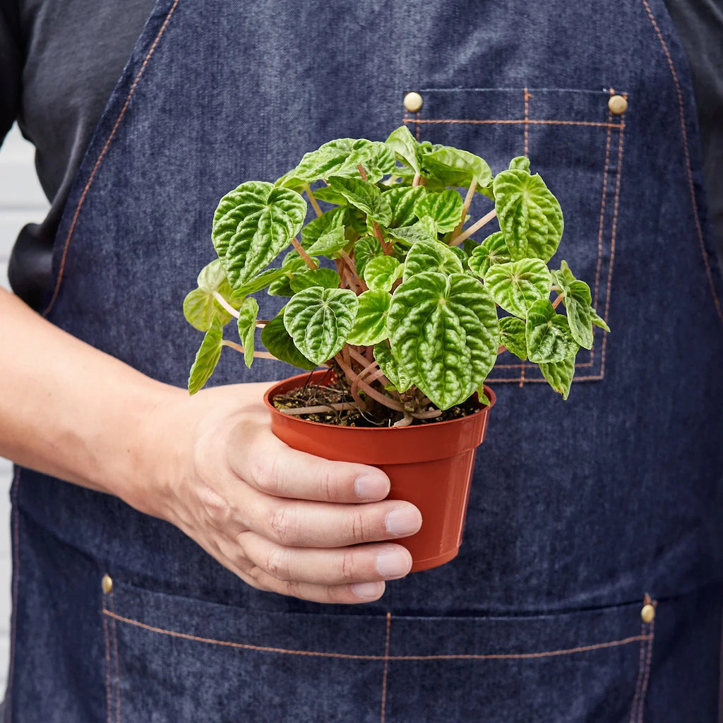 Peperomia 'Ripple' - Holiday Corner