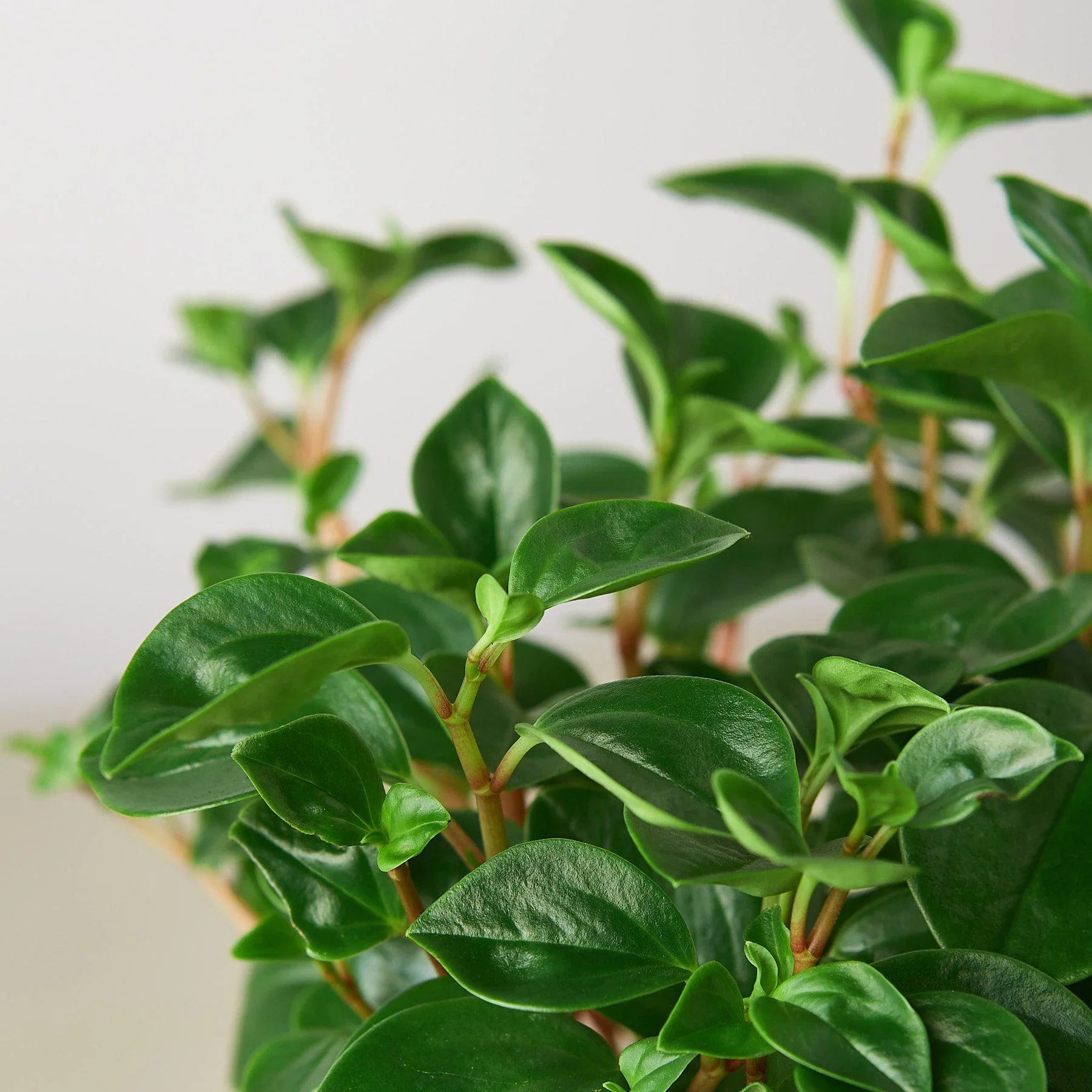 Peperomia 'Glabella' - Holiday Corner