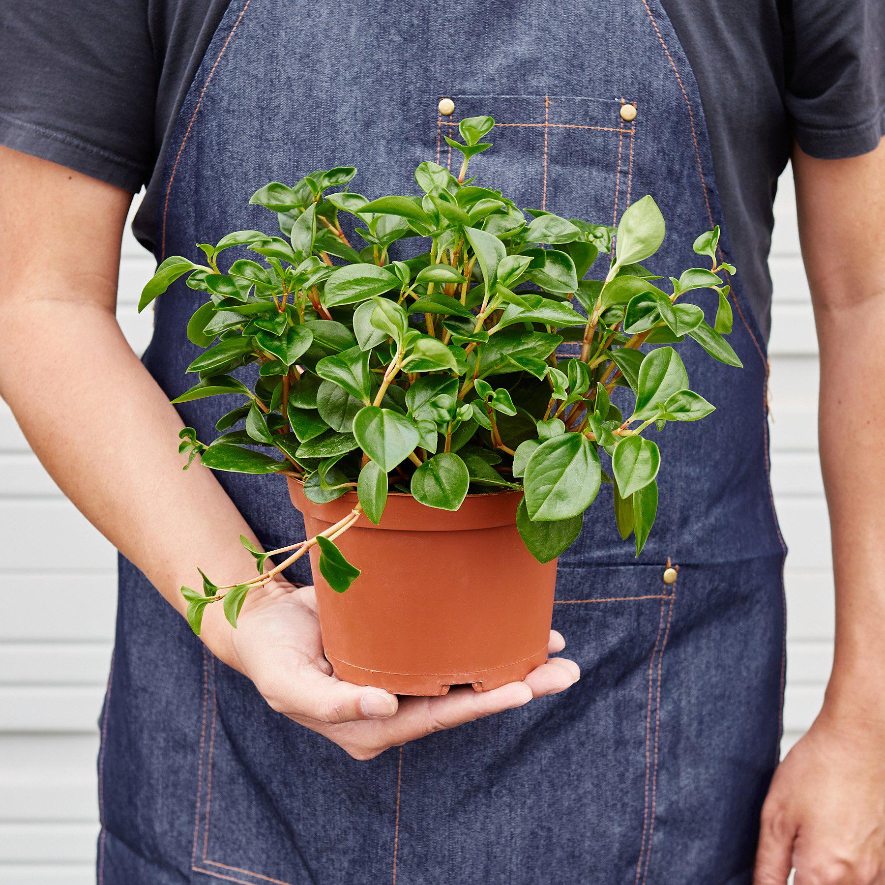 Peperomia 'Glabella' - Holiday Corner