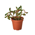 Peperomia 'Ruby Glow' - Holiday Corner