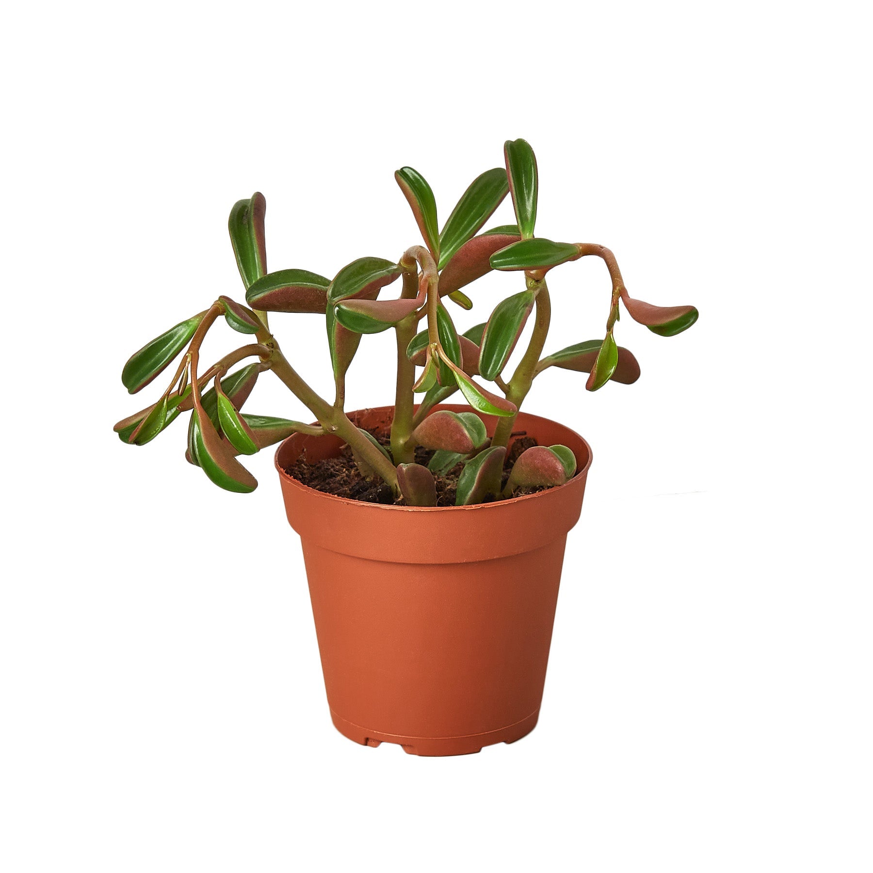 Peperomia 'Ruby Glow' - Holiday Corner