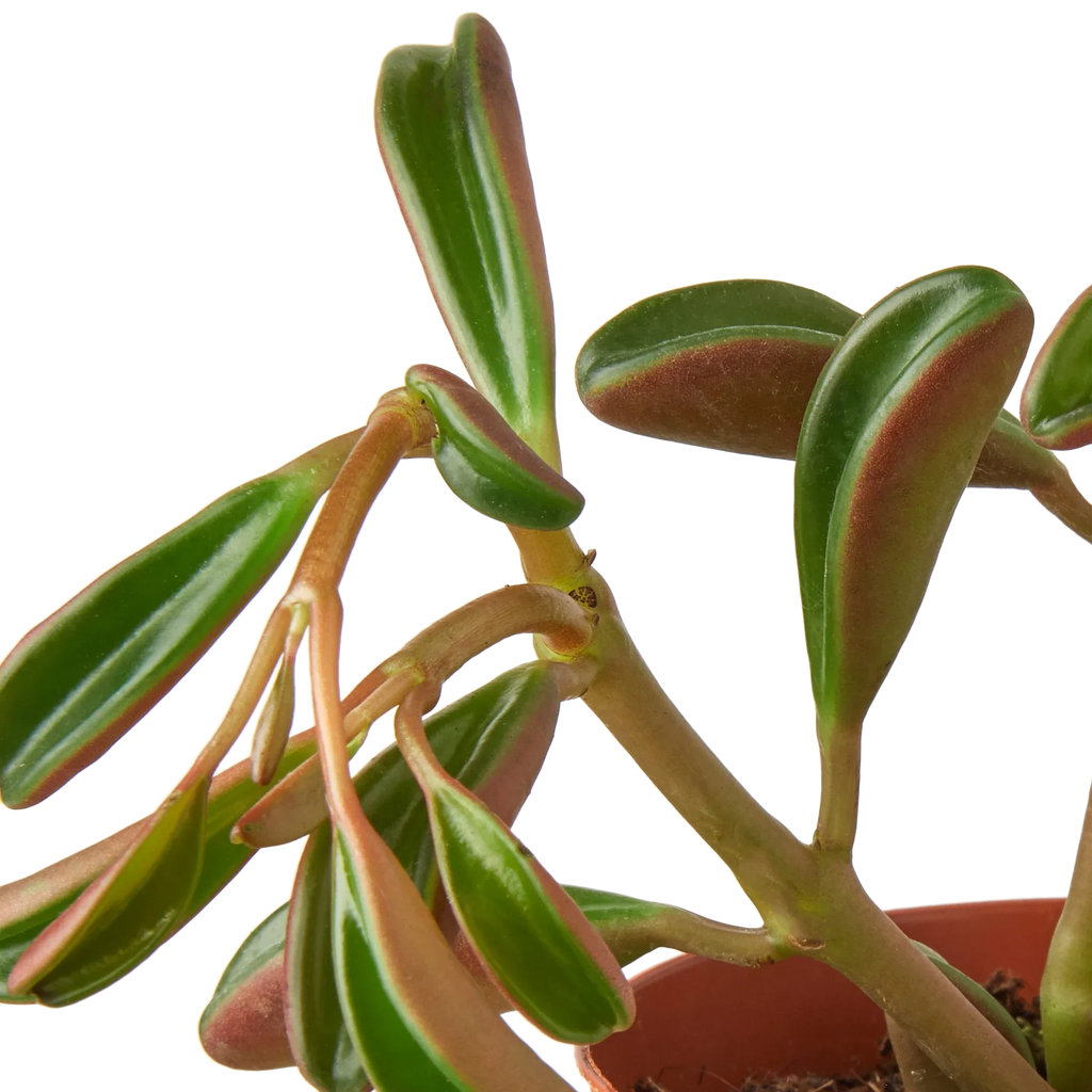 Peperomia 'Ruby Glow' - Holiday Corner