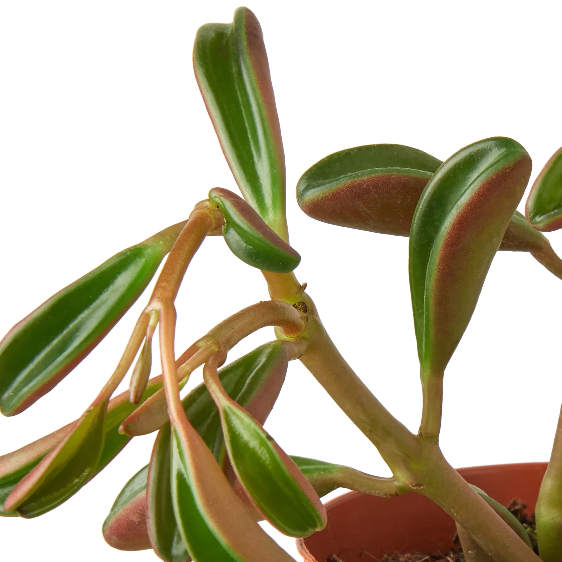Peperomia 'Ruby Glow' - Holiday Corner