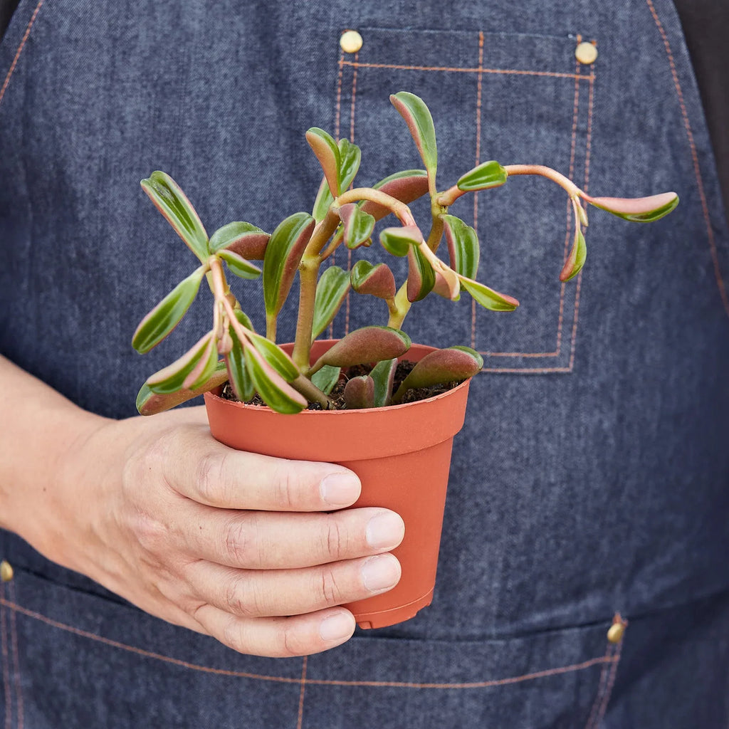 Peperomia 'Ruby Glow' - Holiday Corner