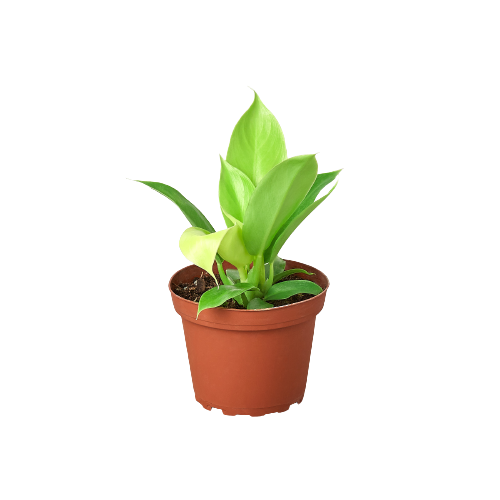 Philodendron 'Moonlight' - Holiday Corner