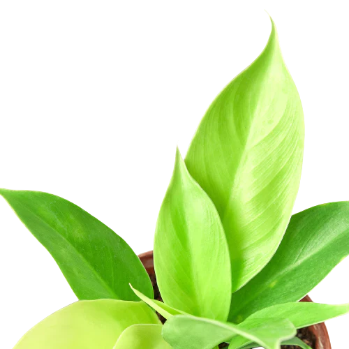 Philodendron 'Moonlight' - Holiday Corner