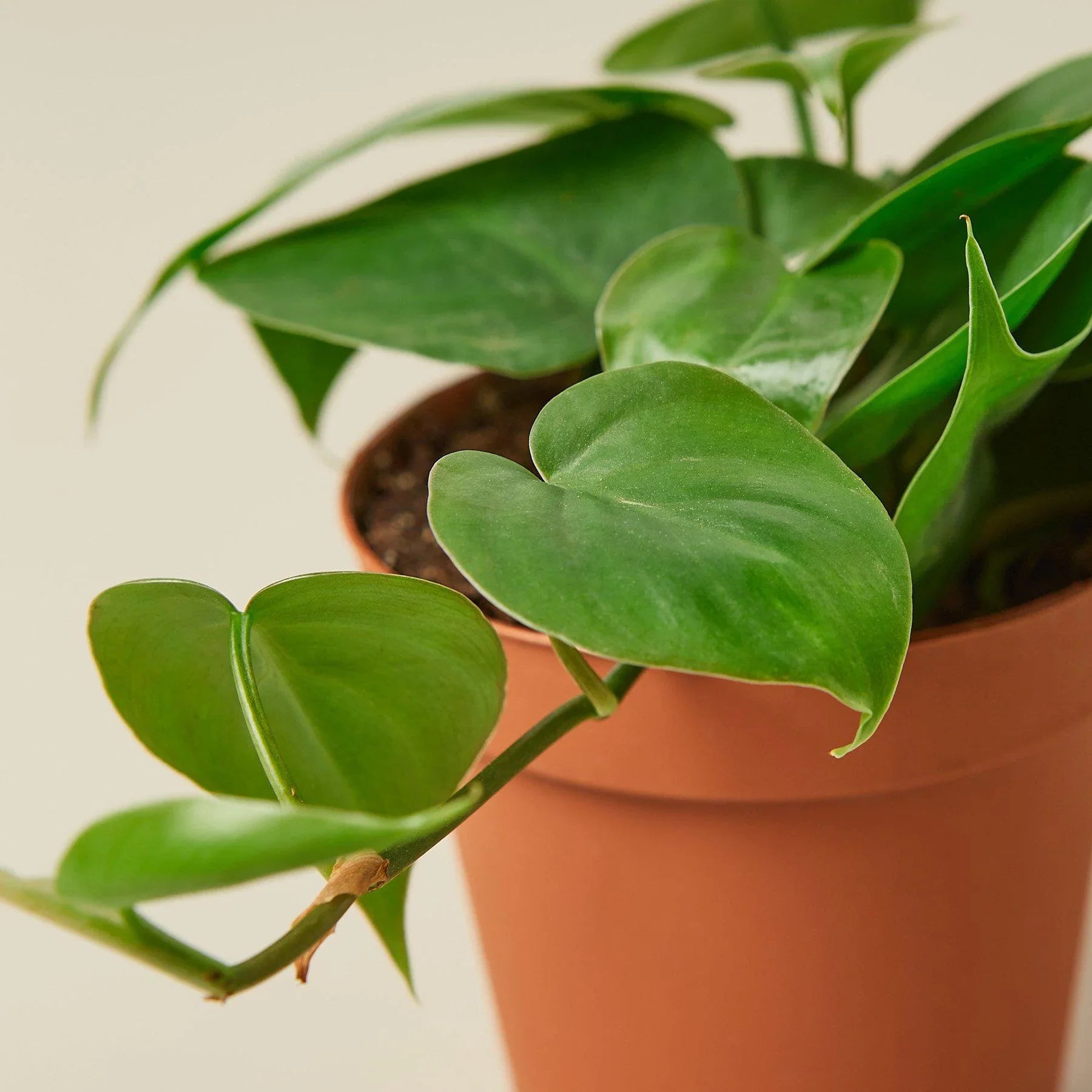 Philodendron Cordatum Heartleaf - Holiday Corner