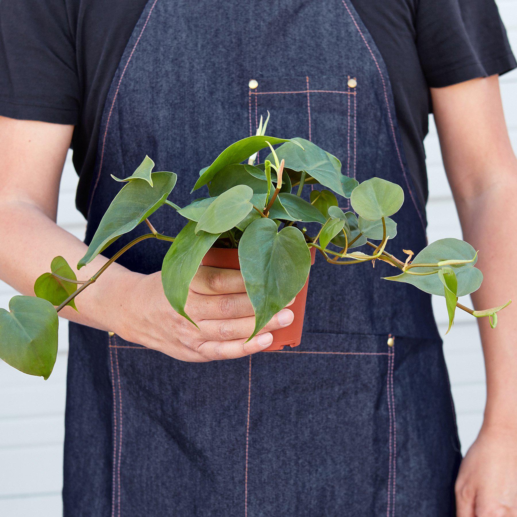 Philodendron Cordatum Heartleaf - Holiday Corner