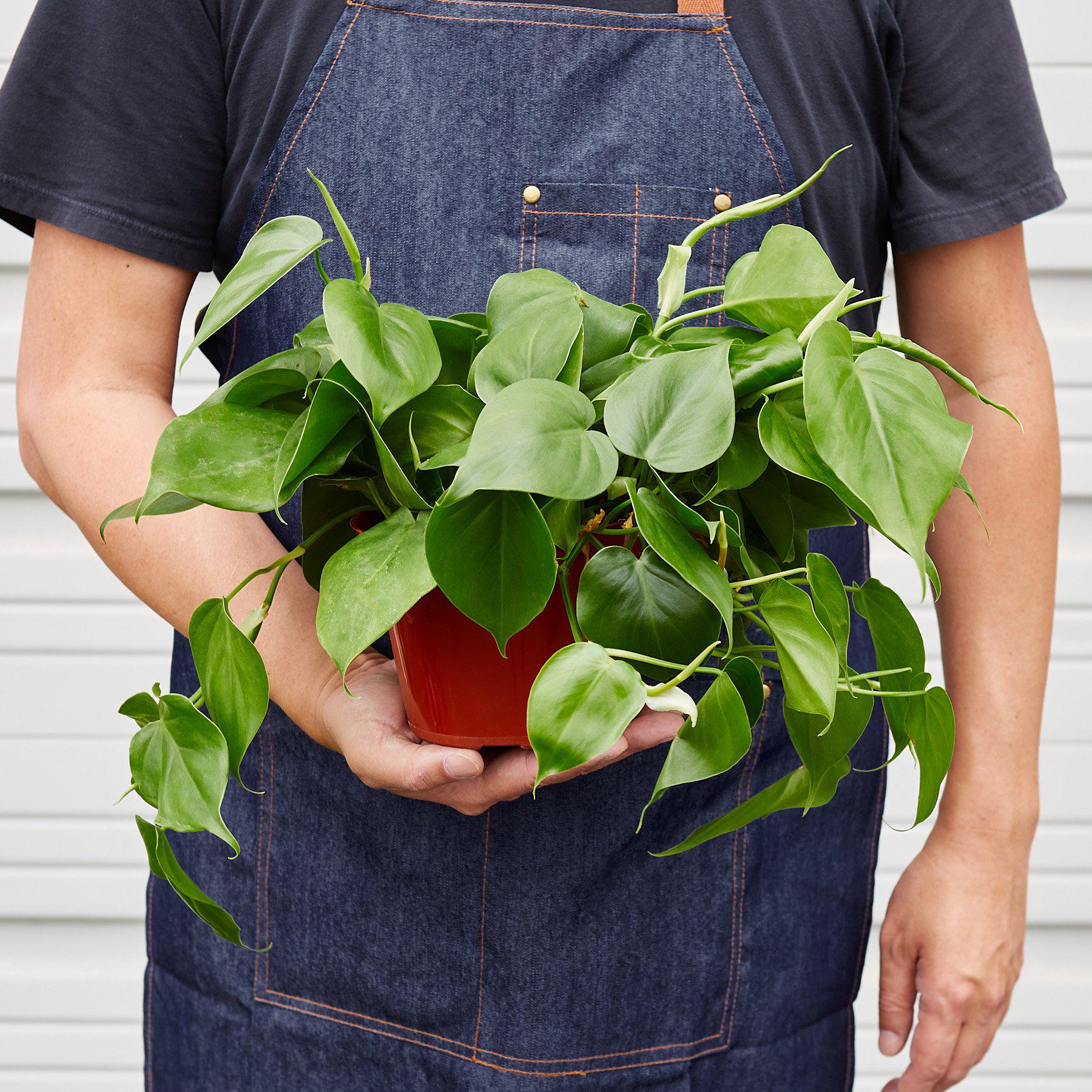 Philodendron Cordatum Heartleaf - Holiday Corner