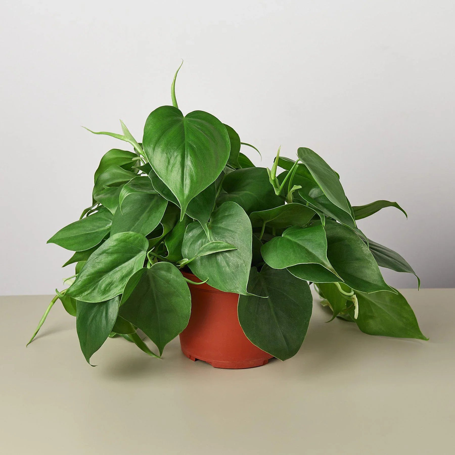 Philodendron Cordatum Heartleaf - Holiday Corner