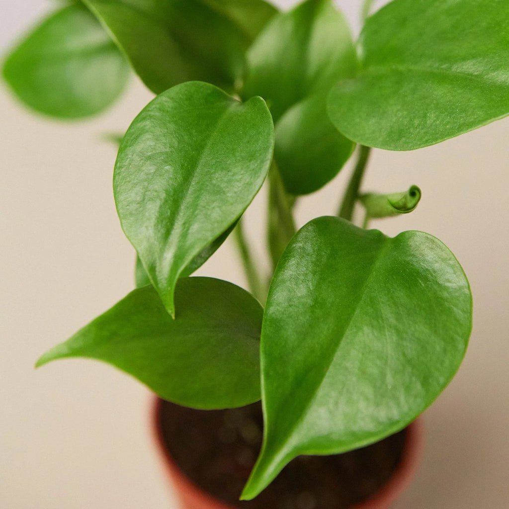 Philodendron Monstera Split-Leaf - Holiday Corner