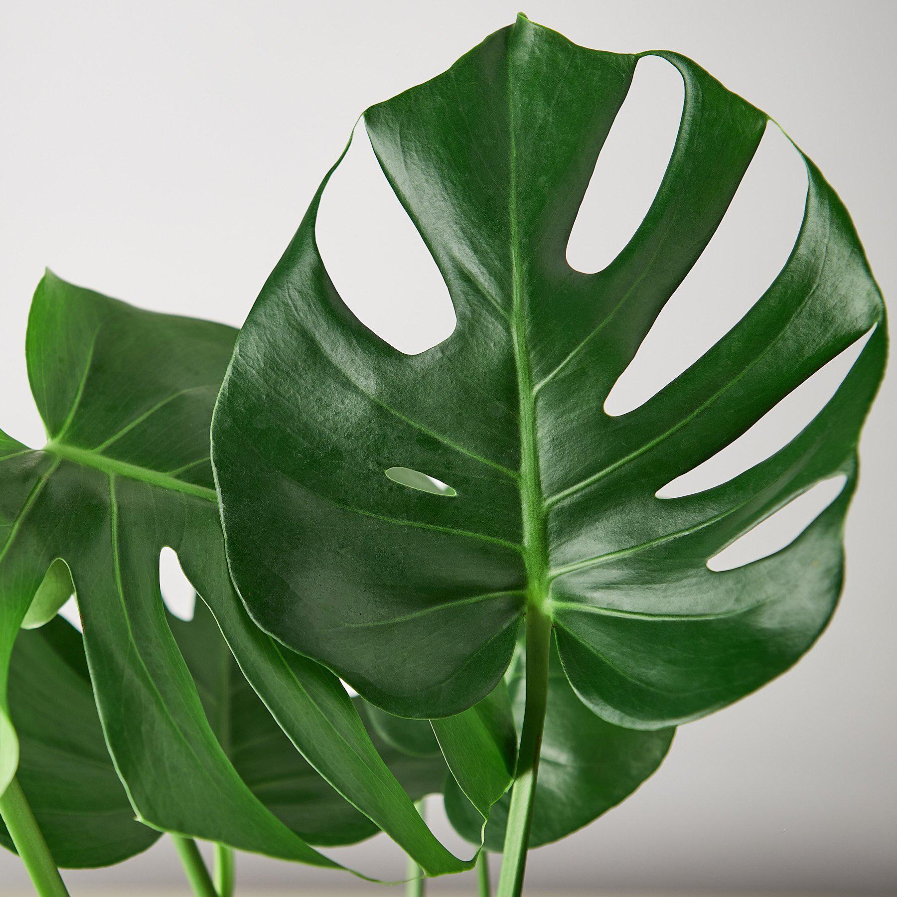 Monstera 'Split-Leaf' - Holiday Corner