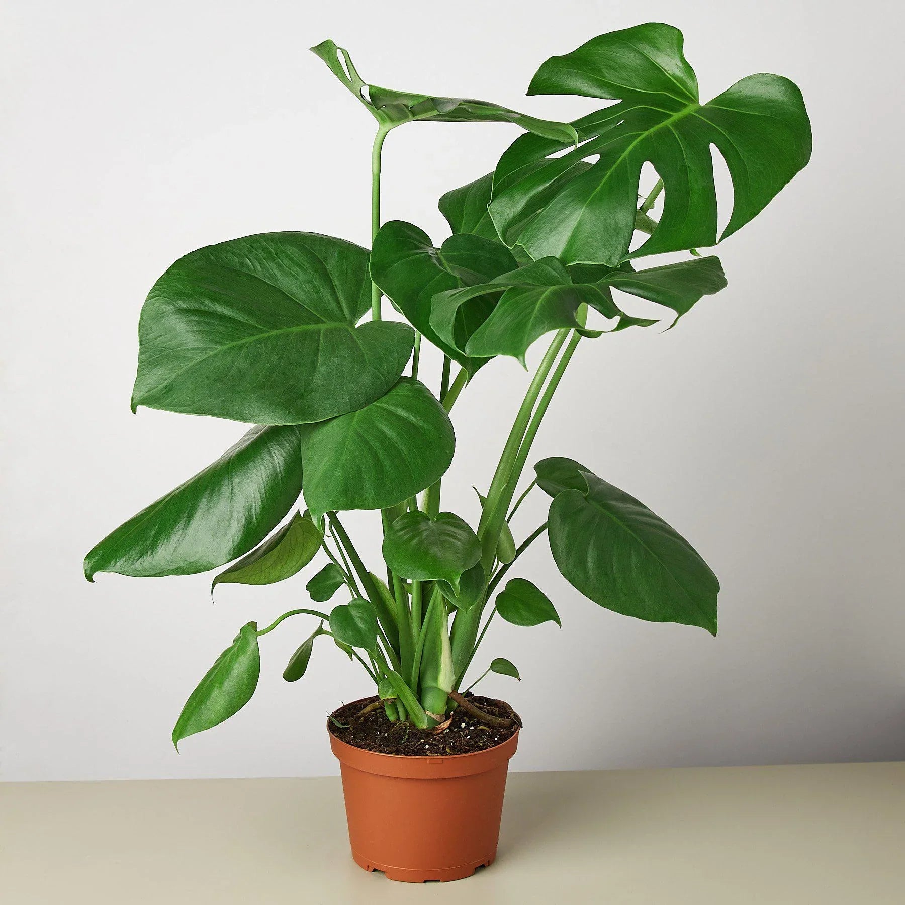 Philodendron Monstera Split-Leaf - Holiday Corner