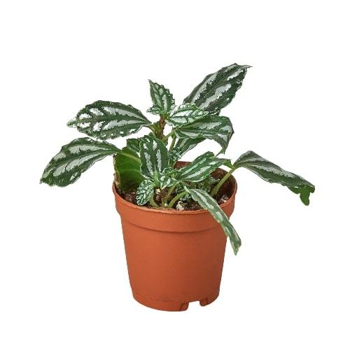 Pilea 'Aluminum' - Holiday Corner
