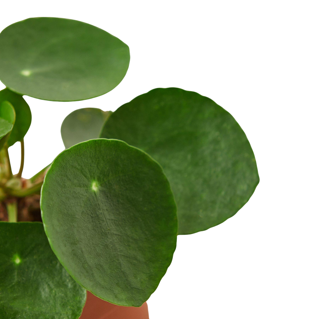 Pilea Peperomioides 'Chinese Money' - Holiday Corner