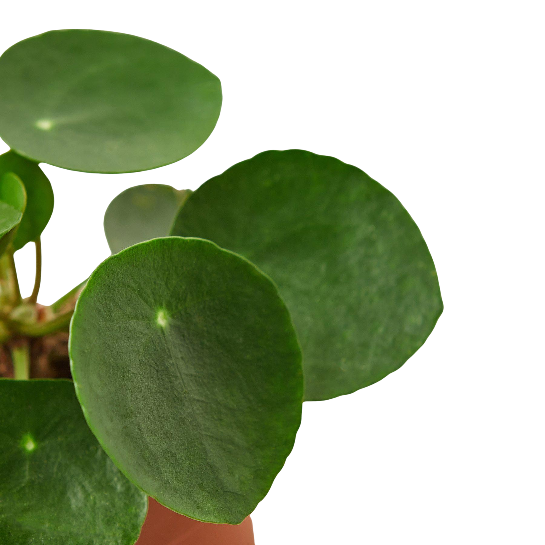 Pilea Peperomioides 'Chinese Money' - Holiday Corner