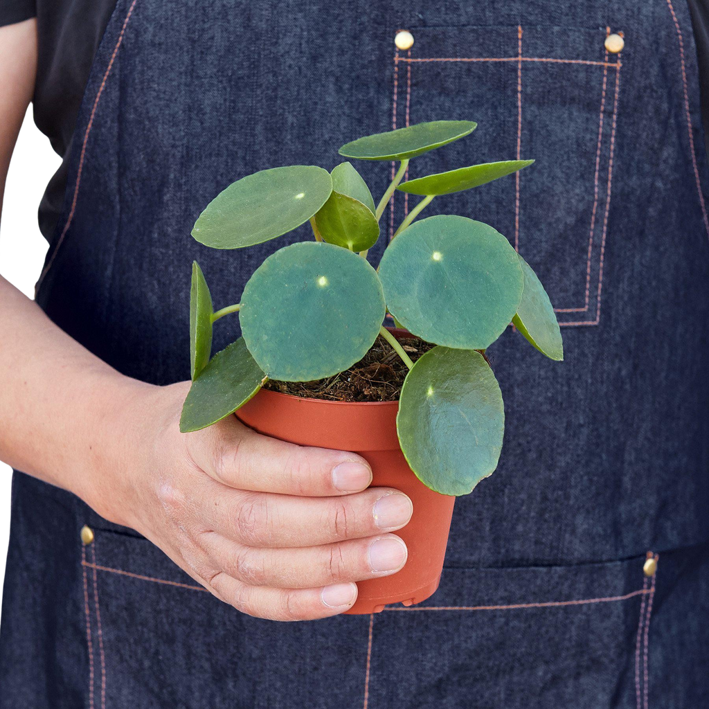 Pilea Peperomioides 'Chinese Money' - Holiday Corner