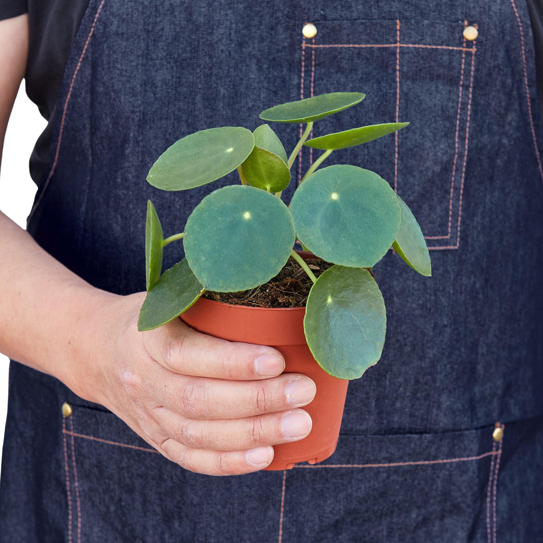 Pilea Peperomioides 'Chinese Money' - Holiday Corner