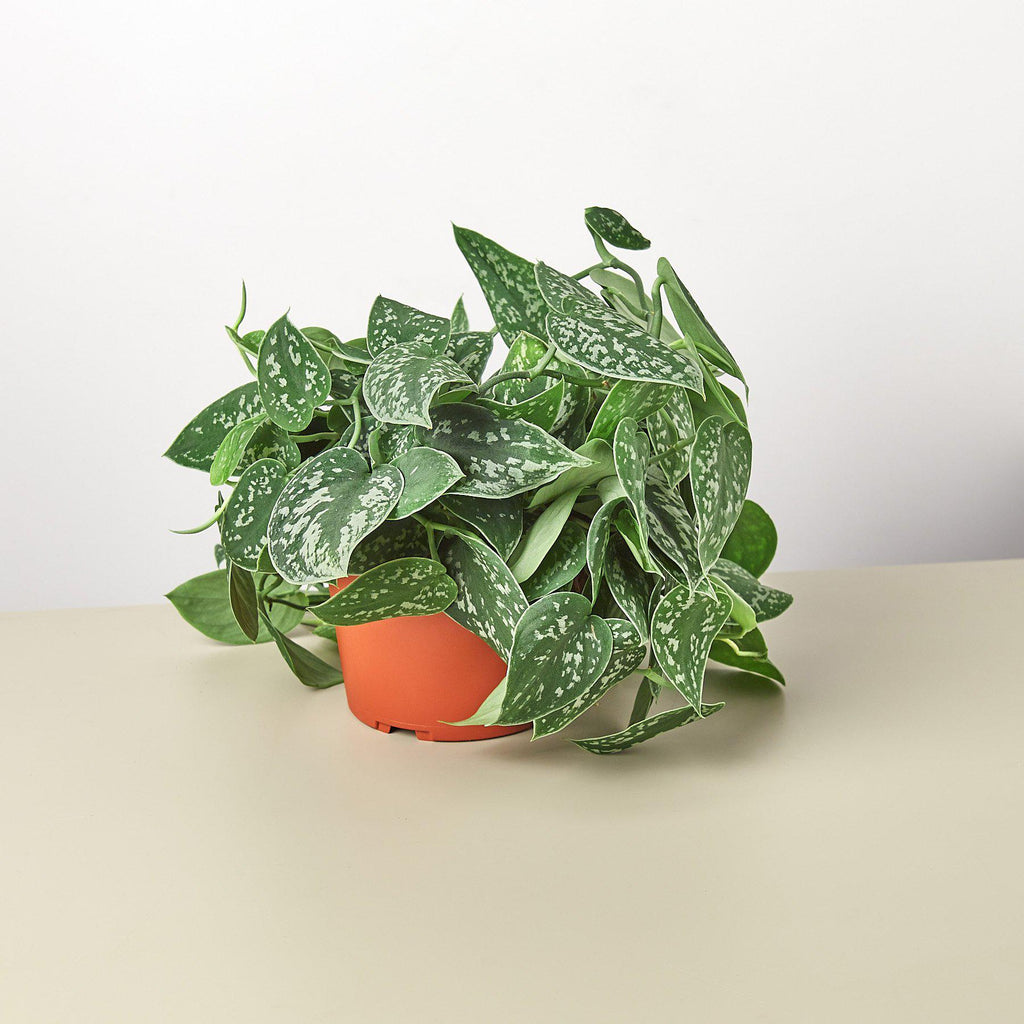 Pothos 'Satin' - Holiday Corner