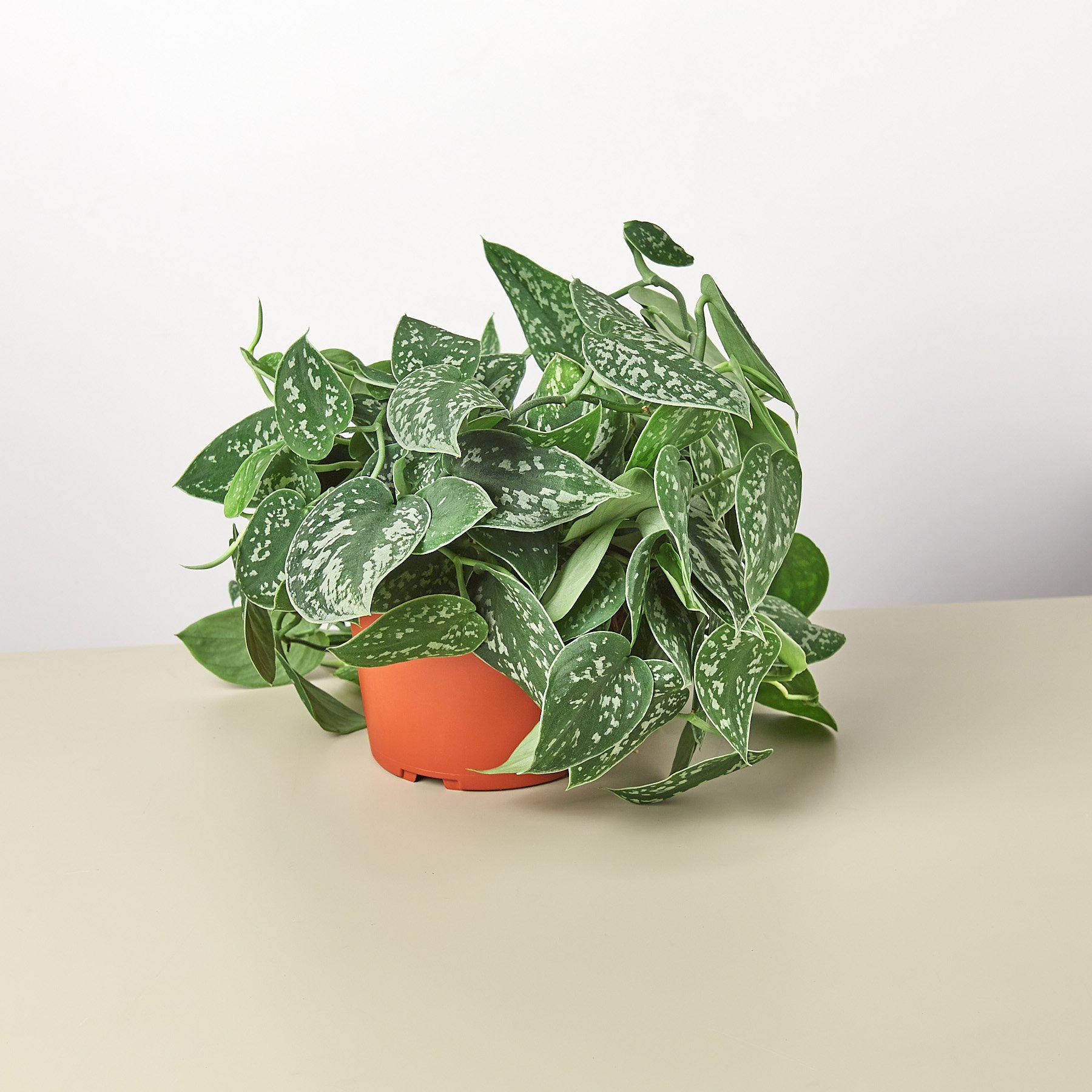 Pothos 'Satin' - Holiday Corner