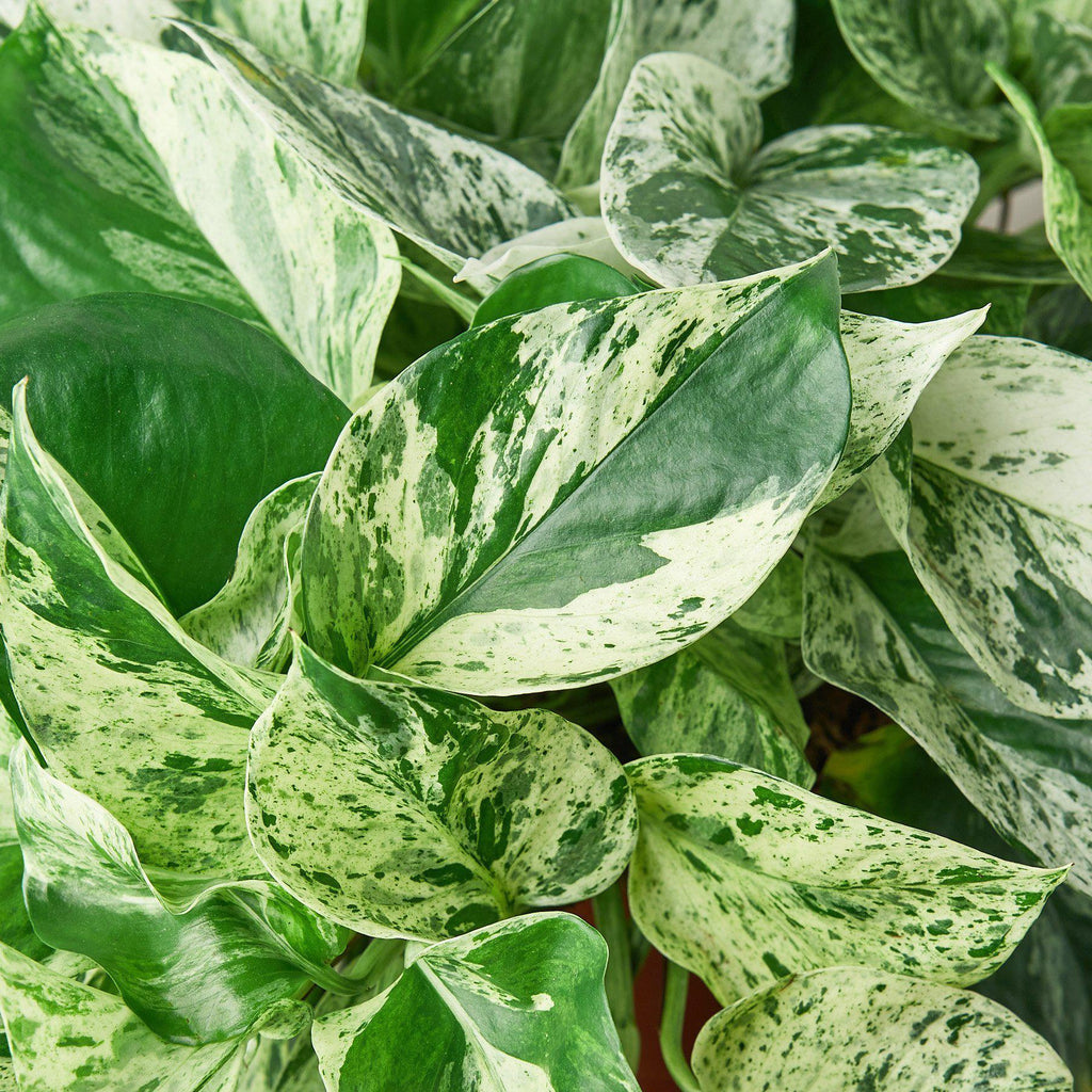 Pothos 'Marble Queen' - Holiday Corner