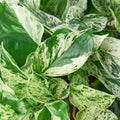 Pothos 'Marble Queen' - Holiday Corner