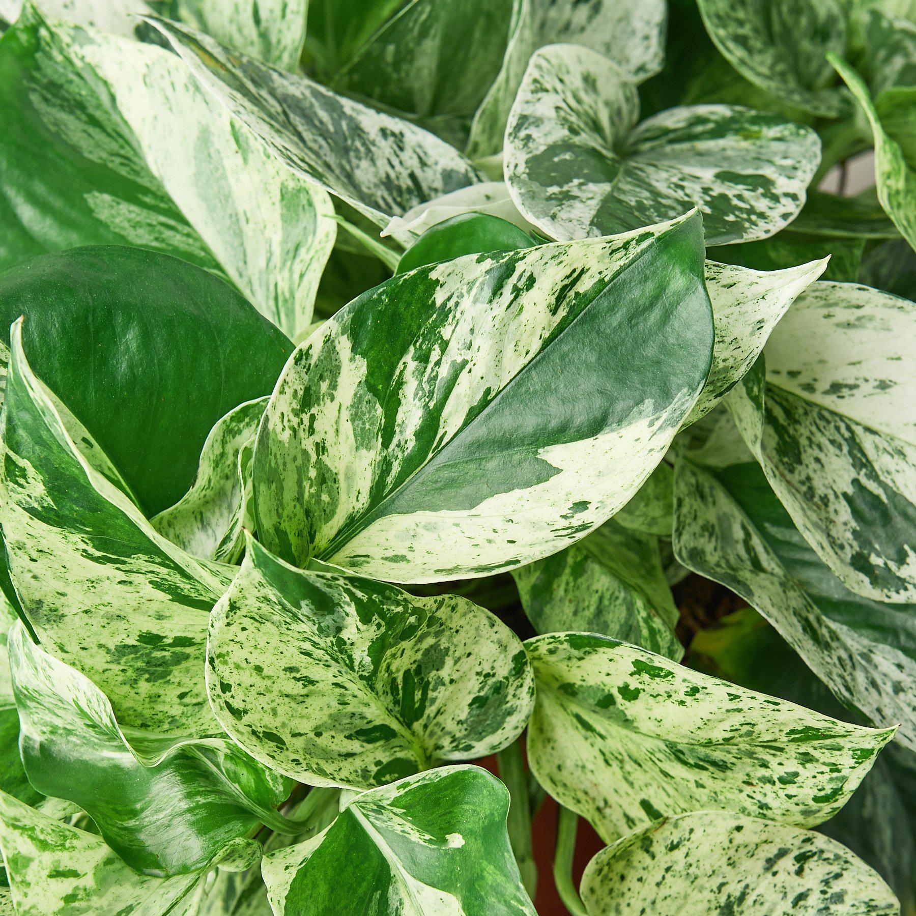 Pothos 'Marble Queen' - Holiday Corner
