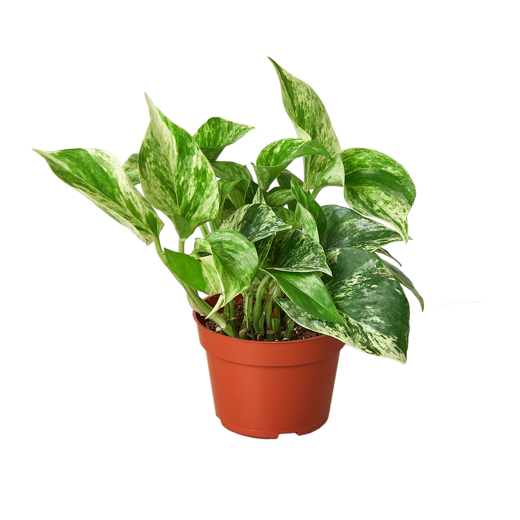 Pothos 'Marble Queen' - Holiday Corner