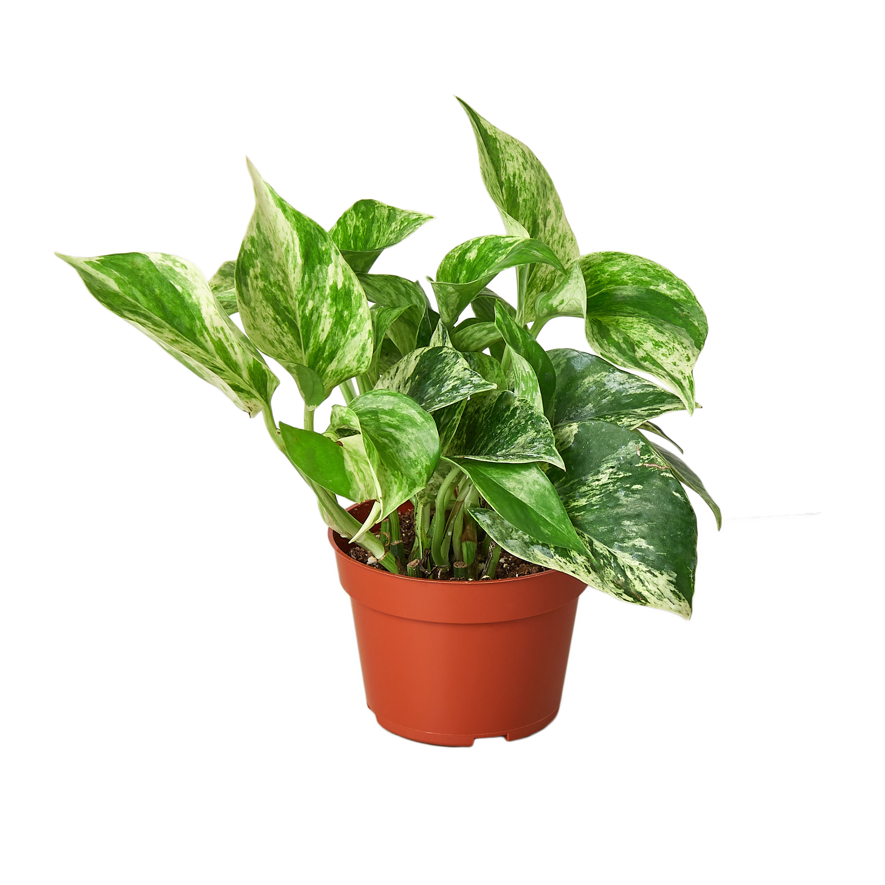 Pothos 'Marble Queen' - Holiday Corner