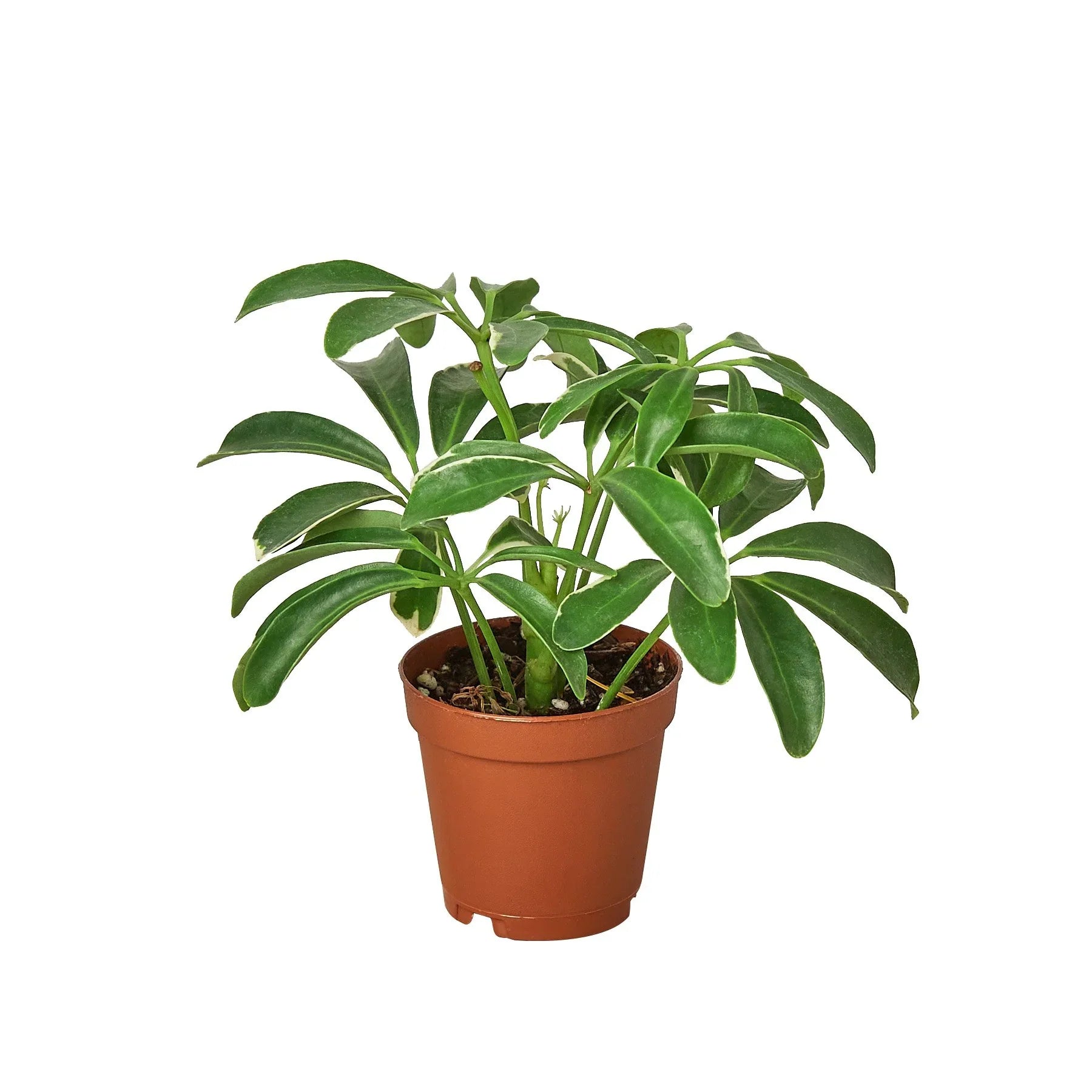Schefflera Arboricola 'Umbrella' - Holiday Corner