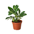 Schefflera Variegated - Holiday Corner