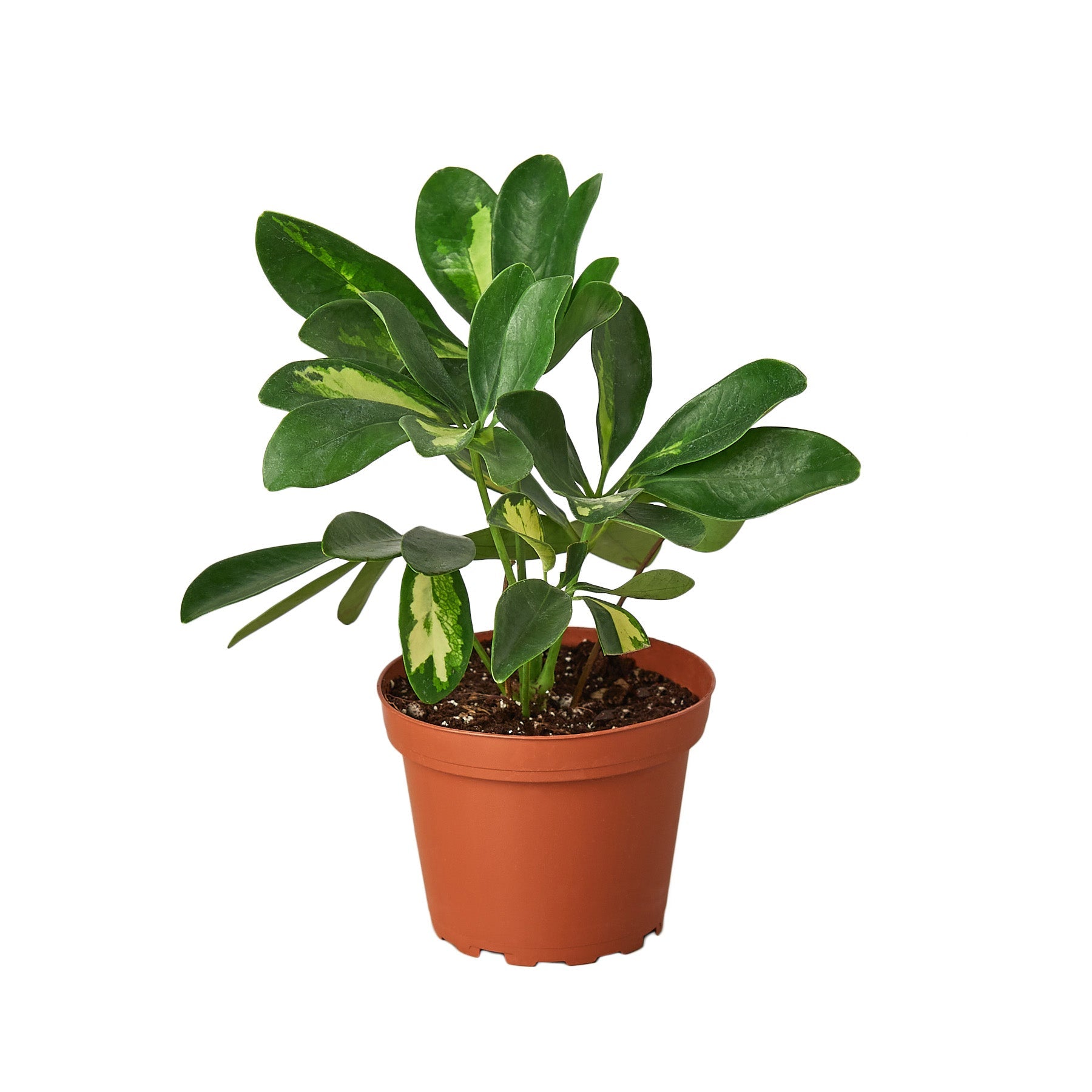 Schefflera Variegated - Holiday Corner