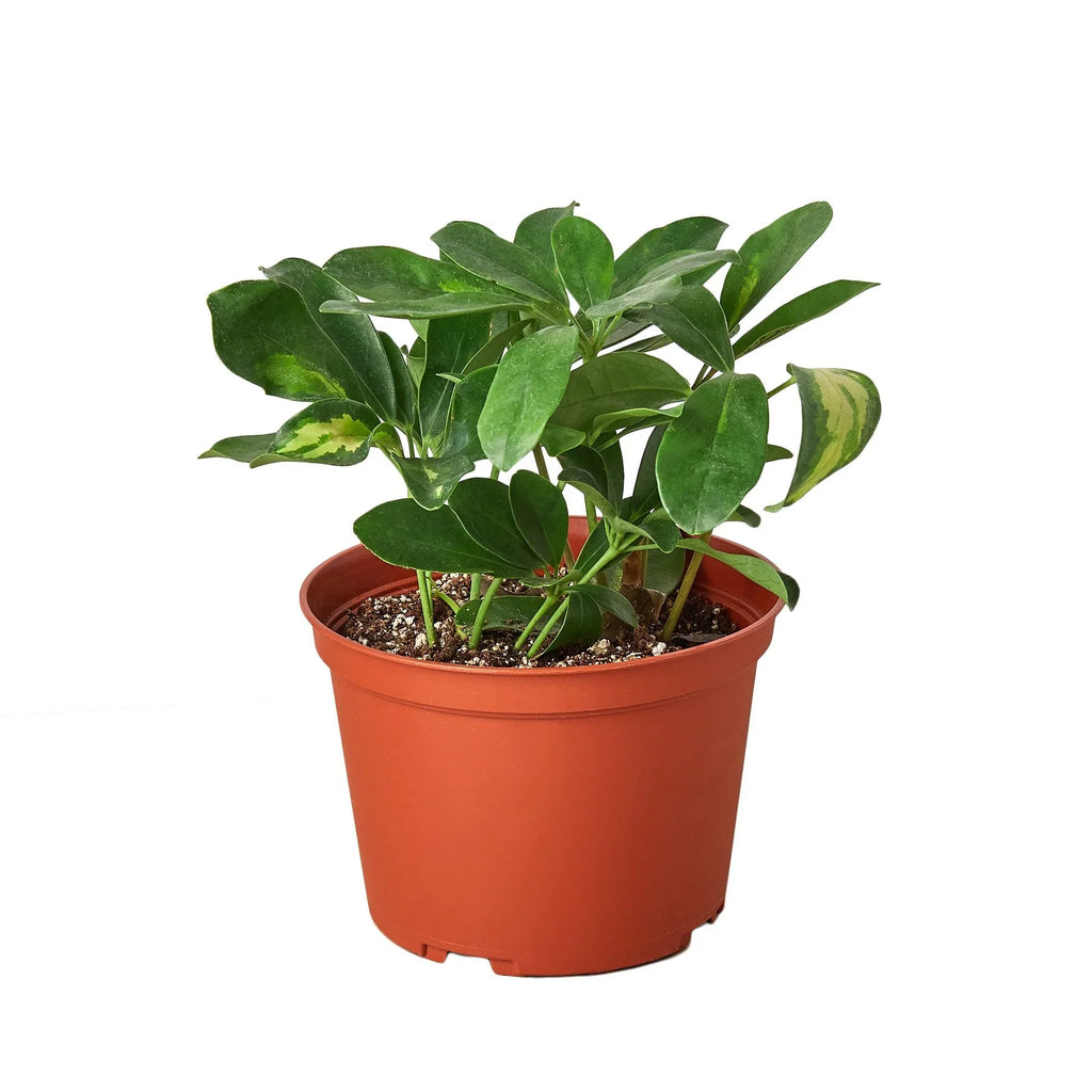 Schefflera Variegated - Holiday Corner