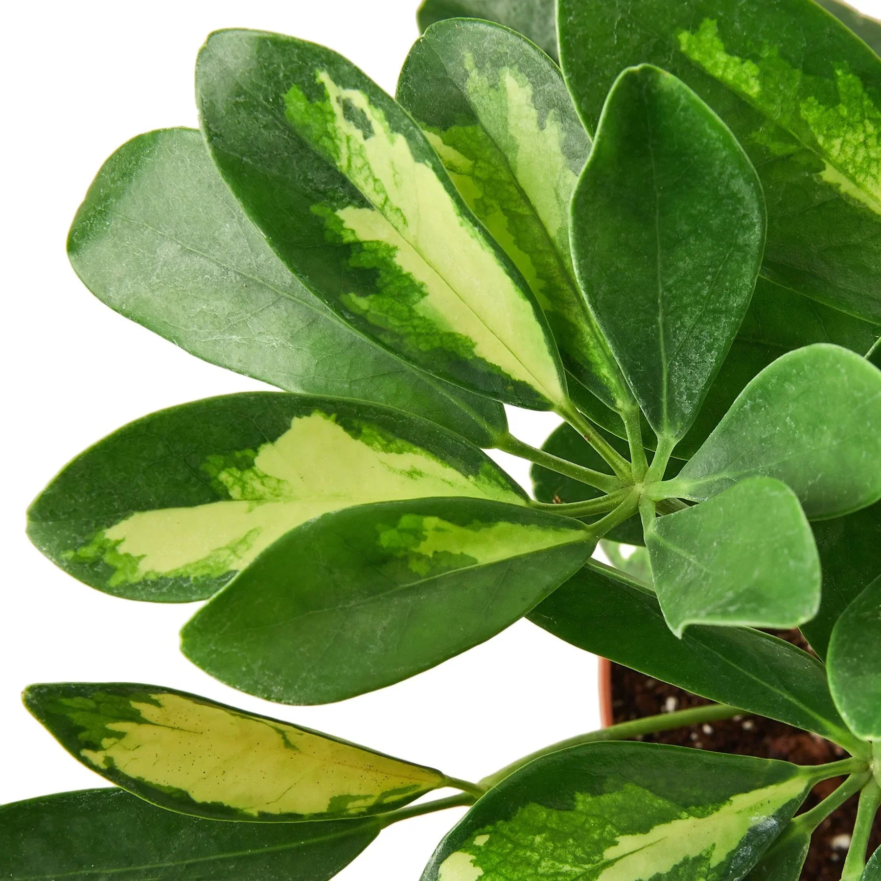 Schefflera Variegated - Holiday Corner