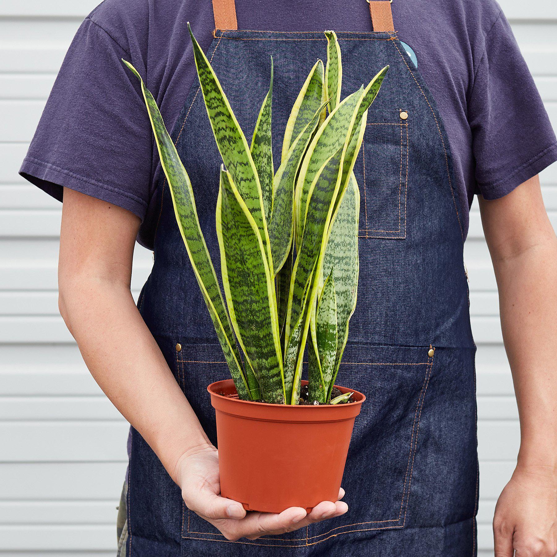 Snake Plant Laurentii - Holiday Corner